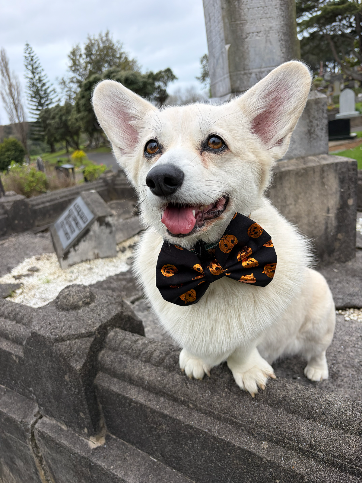 Pumpkin Spice & All Things Nice Bow