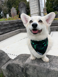 Witching Hour Bandana