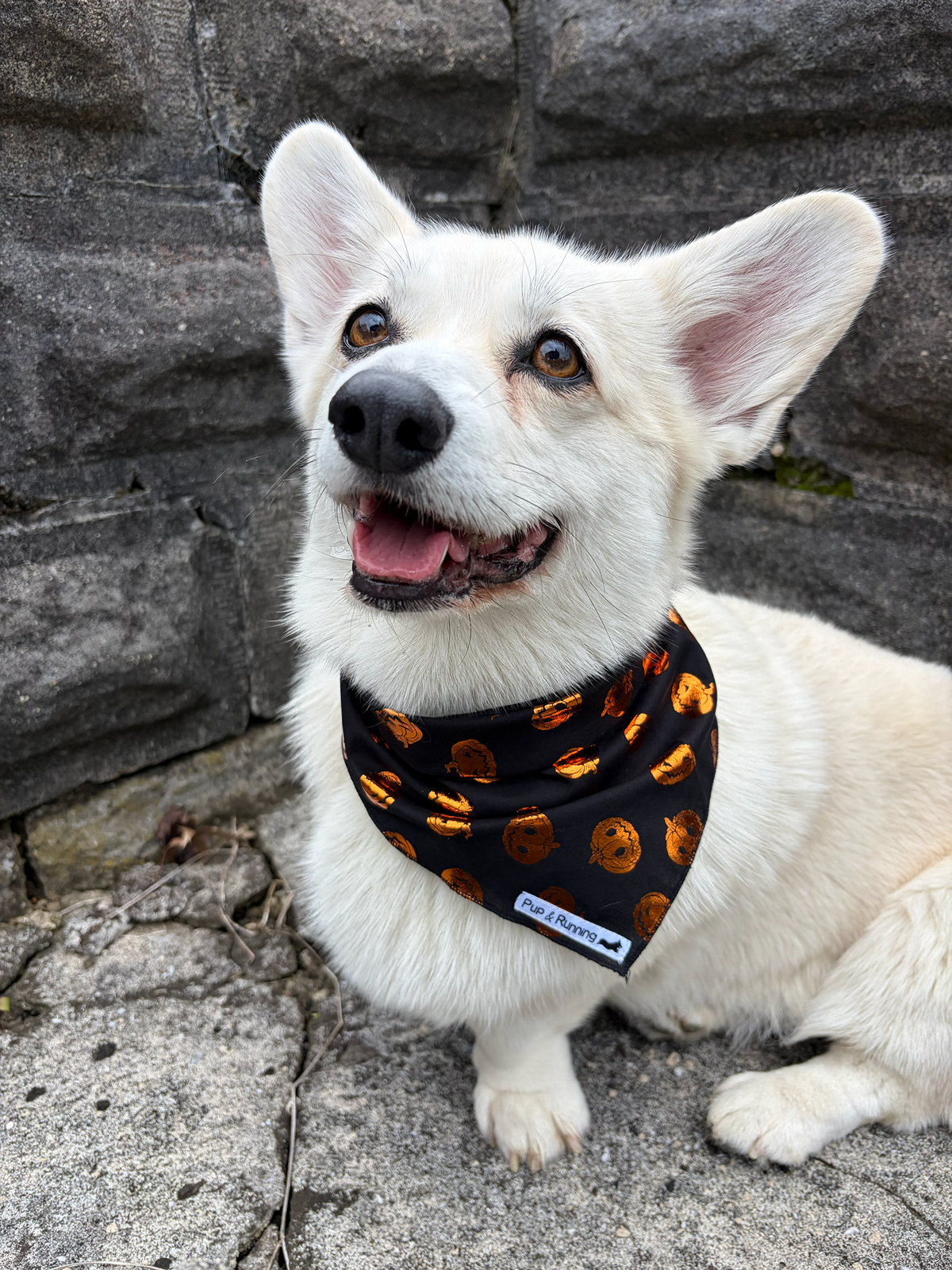 Pumpkin Spice and All Things Nice Bandana