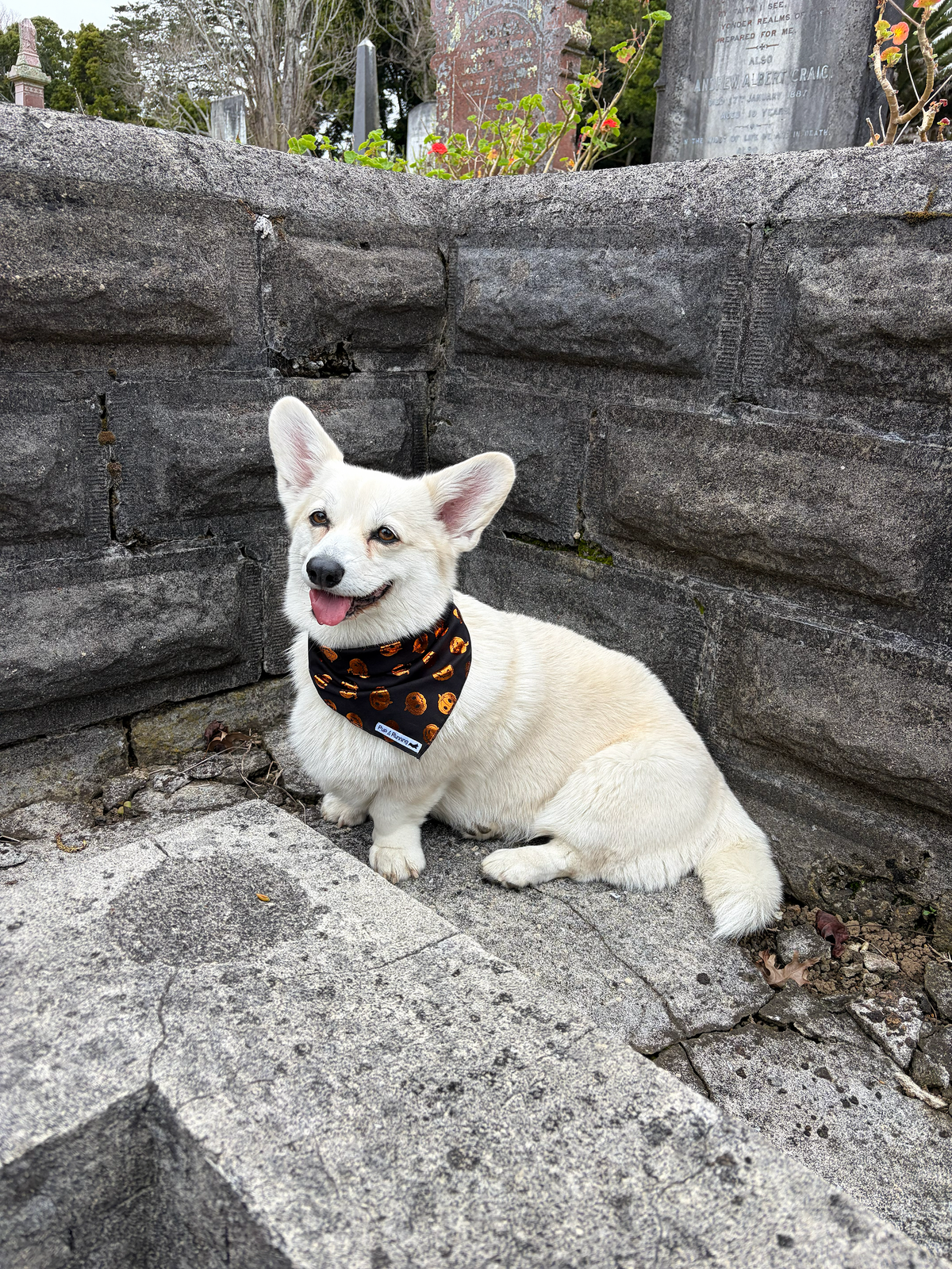Pumpkin Spice and All Things Nice Bandana