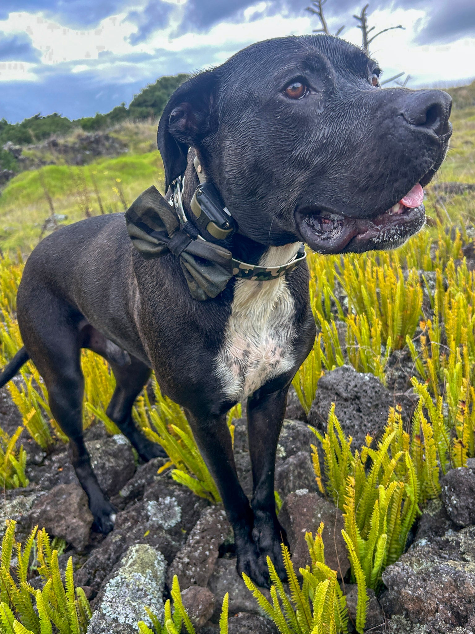 Camo Dog Bow